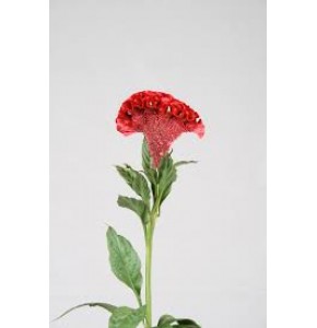 ΤΣΕΛΟΖΙΑ ΚΡΙΣΤ. ΚΟΚΚΙΝΗ  CELOSIA  C ACT DARA